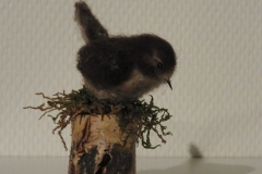 DSCN6537-2